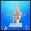 ISO Natural size knee joint model artificial knee joint